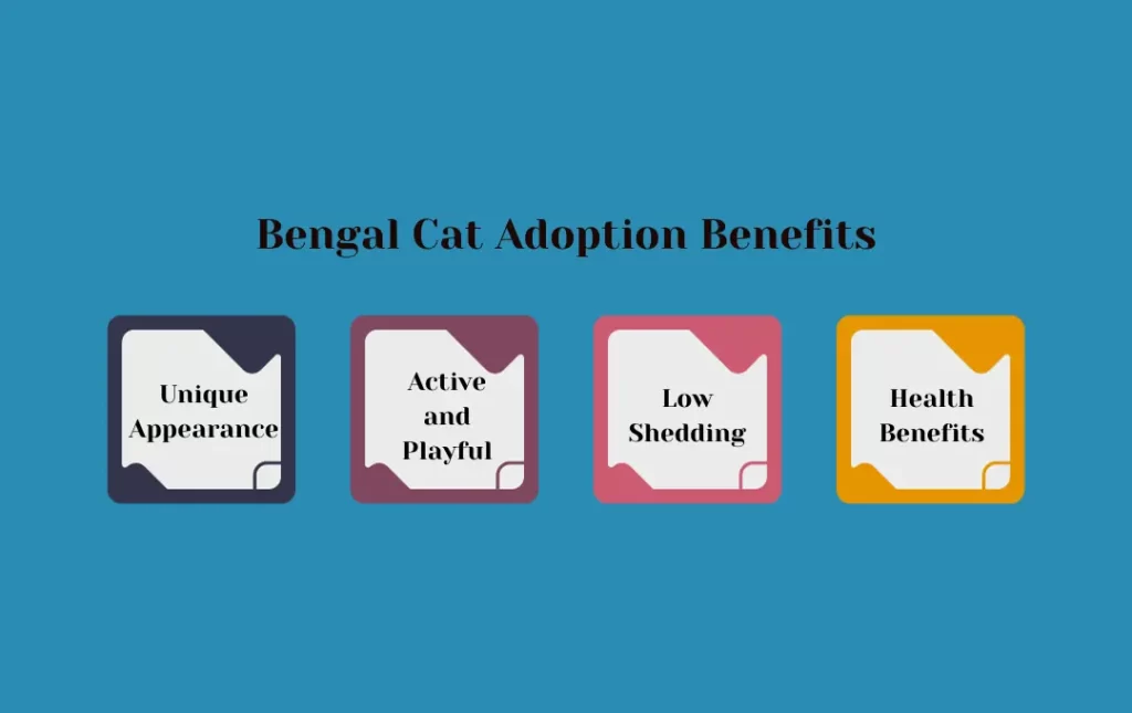 Bengal Cat Benefits of Adoption