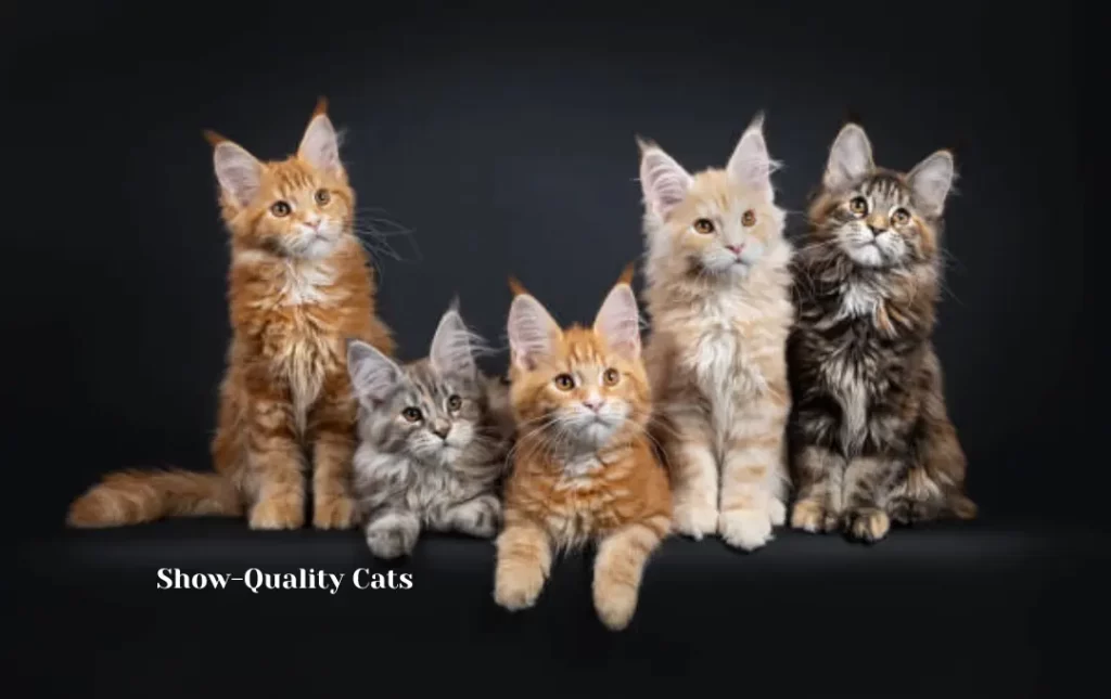 Show-Quality Cats