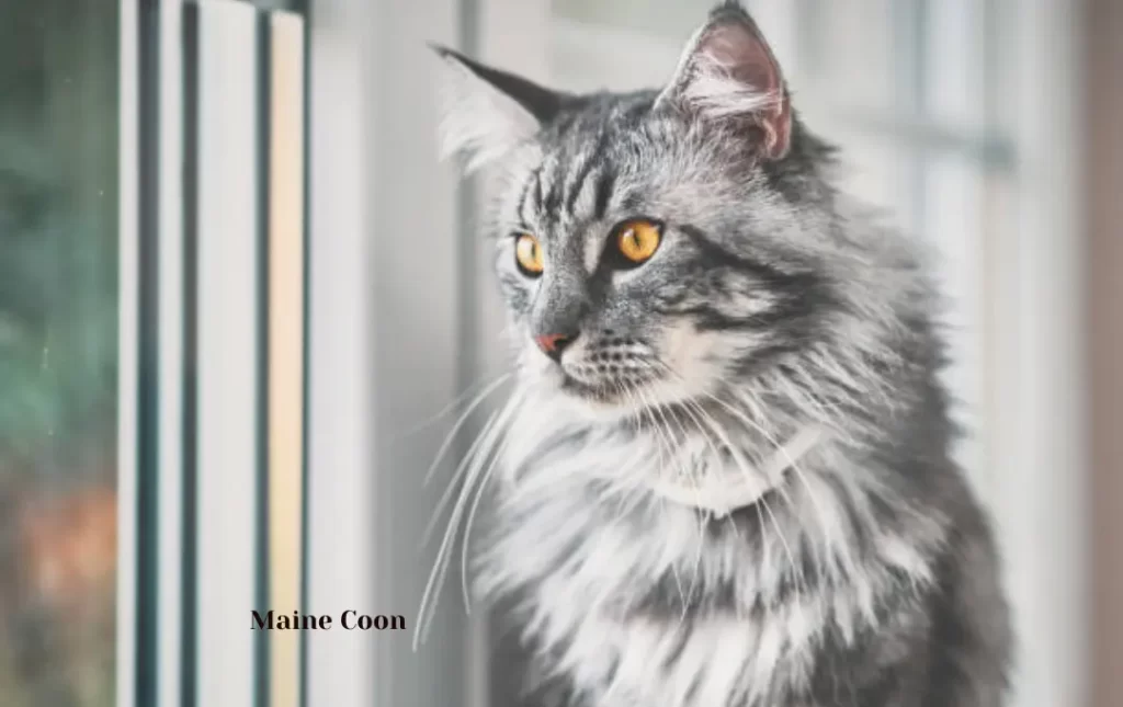 Maine Coon Cat Price Considerations