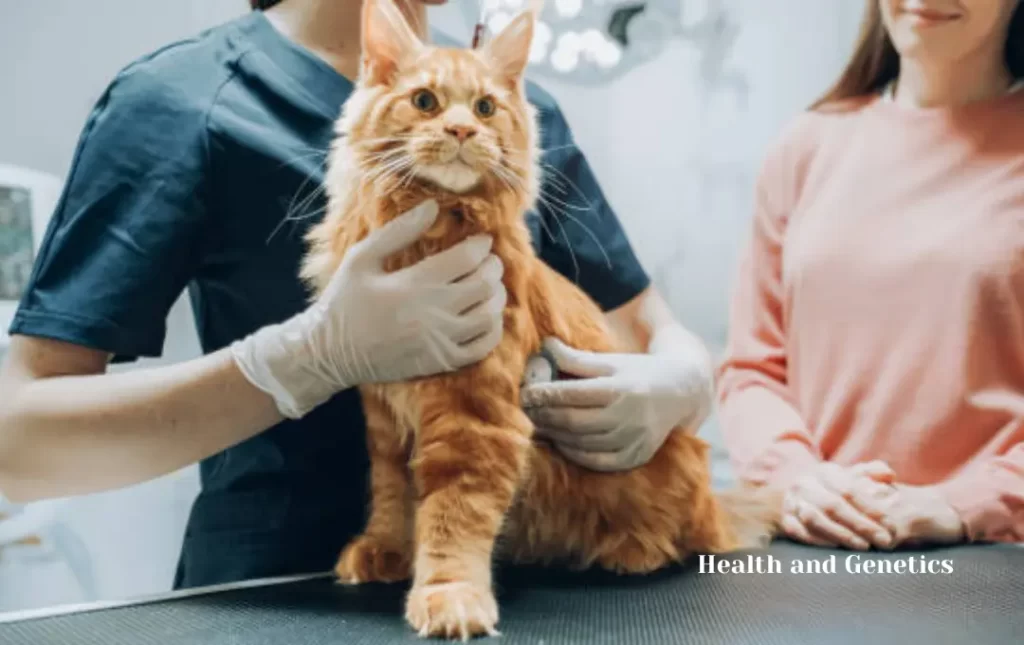 Maine Coon Kittens: Health and Genetics