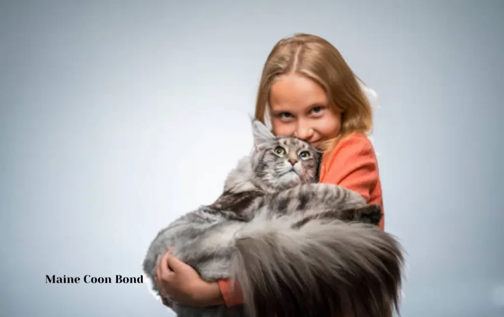 The Bond with Your Blue Maine Coon