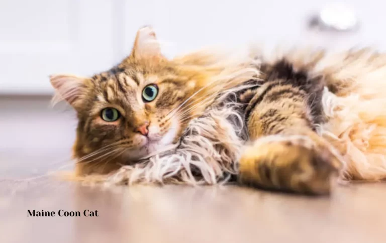 Inexpensive Maine coon cats for sale price 2023