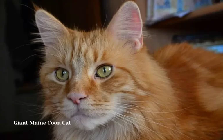 Economical Giant Maine Coon Cat Price in 2023