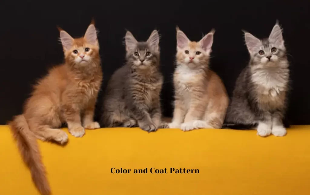 maine coon cat Color and Coat Pattern
