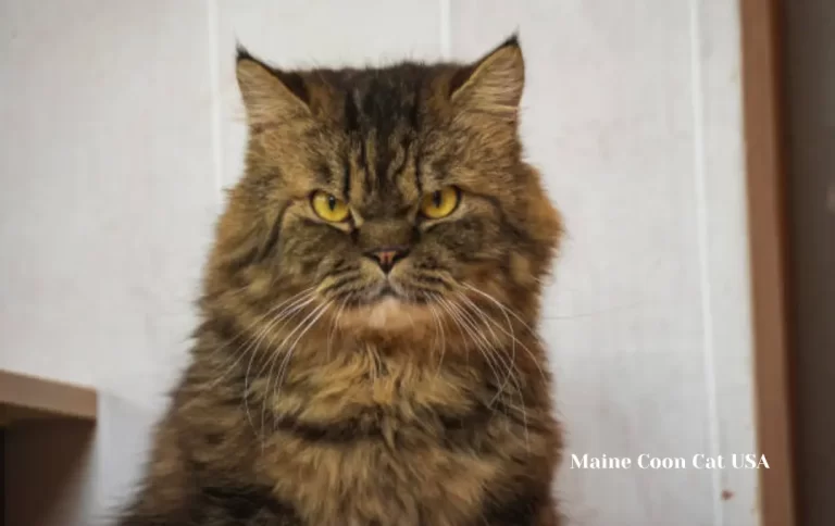 Reasonable Maine Coon Cat Price USA | Top Quality Maine Coon Cats 2023