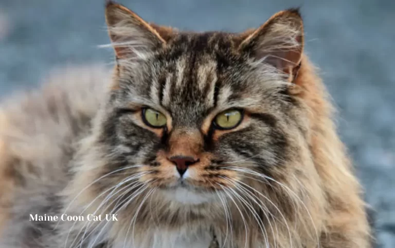 Inexpensive Maine coon cat price UK | Maine Coon Cats and Kittens in 2023