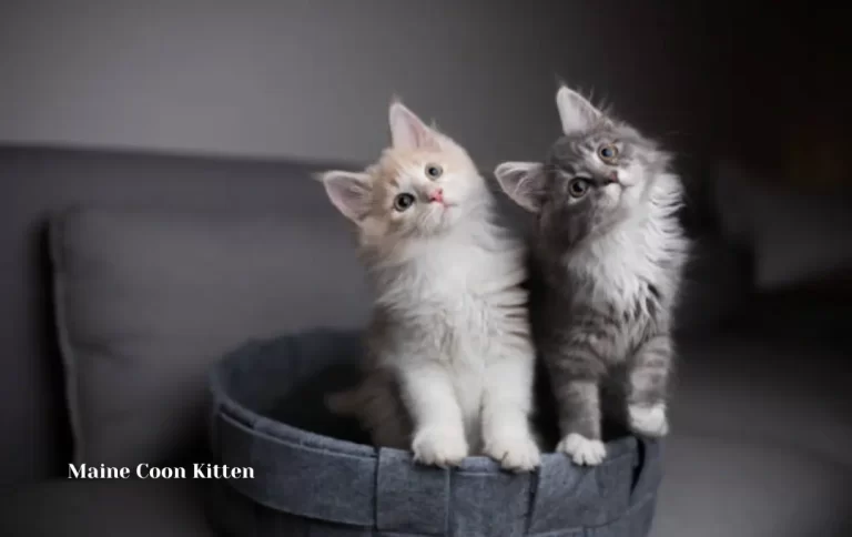 Affordable Maine coon cat kitten price | Maine Coon – Price, Personality and Lifespan 2023