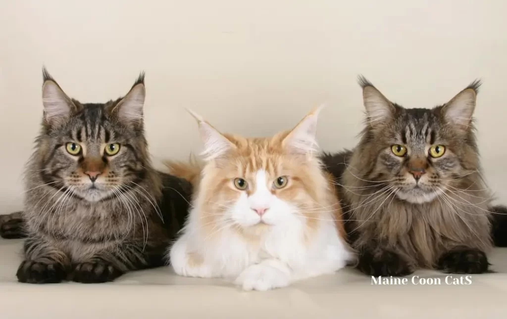 Maine Coon Cat Breed