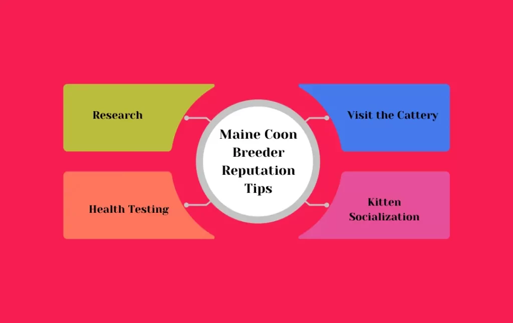 Maine Coon Kitten Breeder Reputation tips