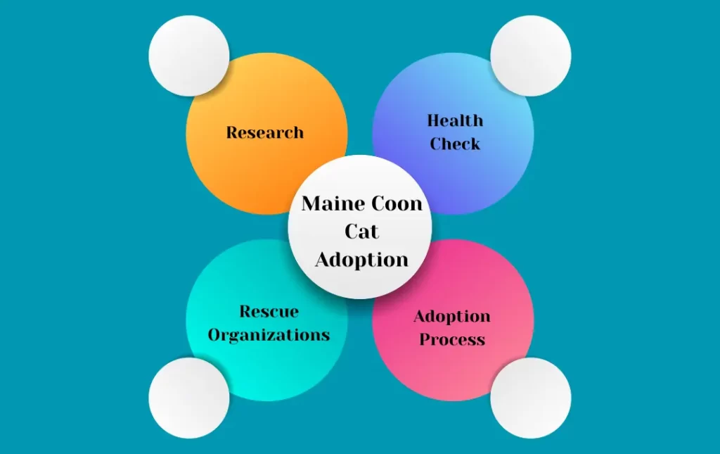 Maine Coon Cat Adoption Benefits