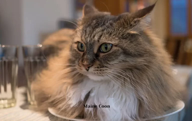 The reasonable average price of a Maine coon cat in 2023