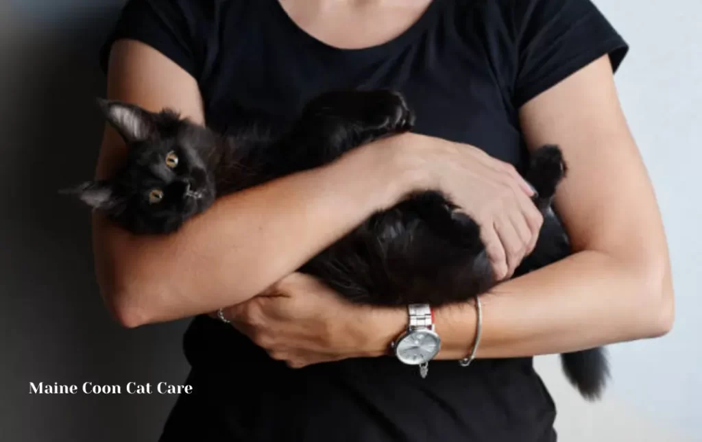Caring for Your Black Maine Coon Cat