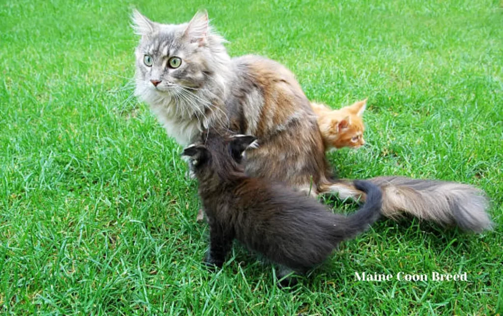 The Maine Coon Breed