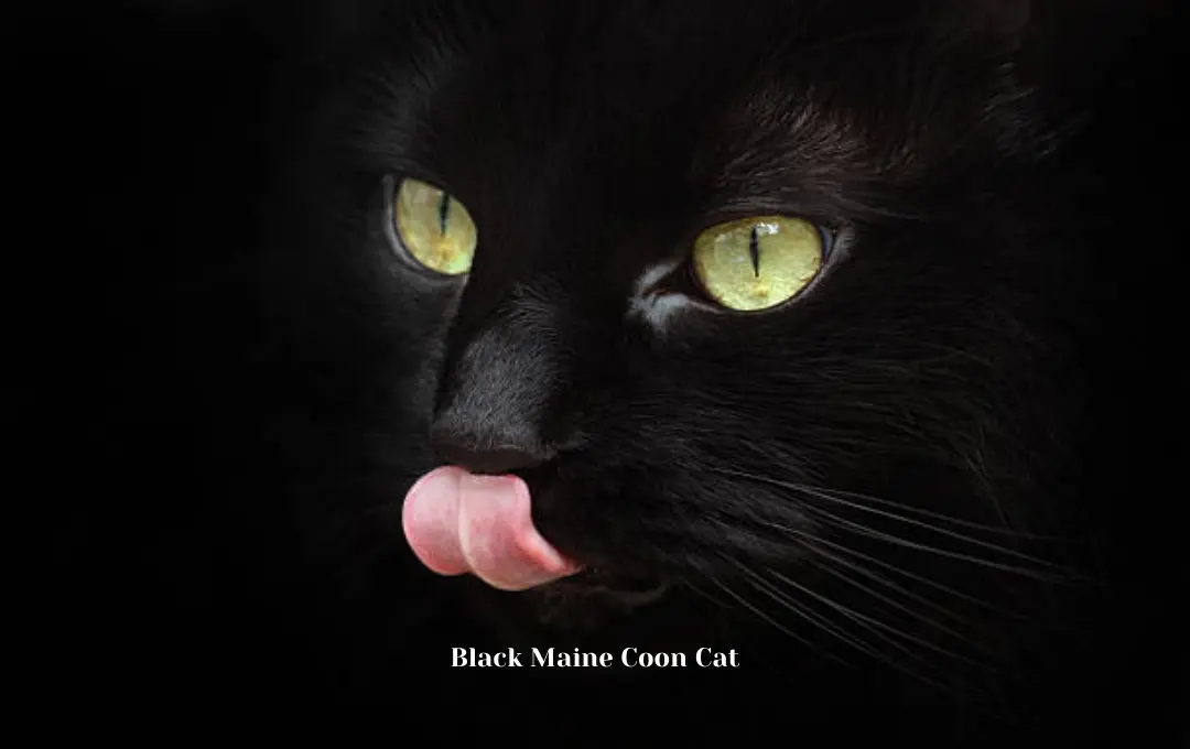 Black Maine Coon Cat Price