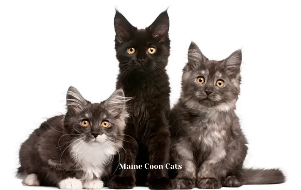 Characteristics of Black Maine Coon Cats
