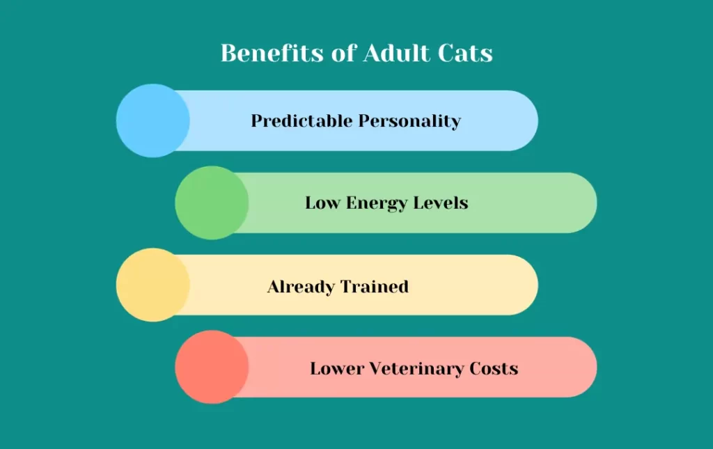 The Benefits of Adult Cats