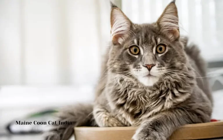 Affordable Maine coon cat price in India 2023