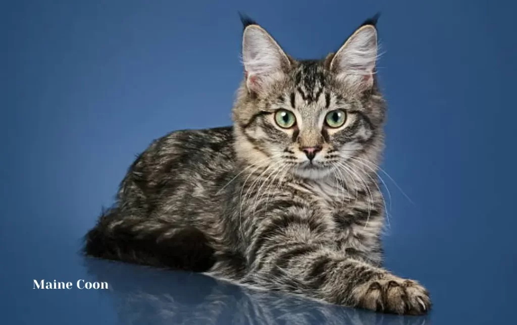 The Maine Coon's Enigmatic Beginnings