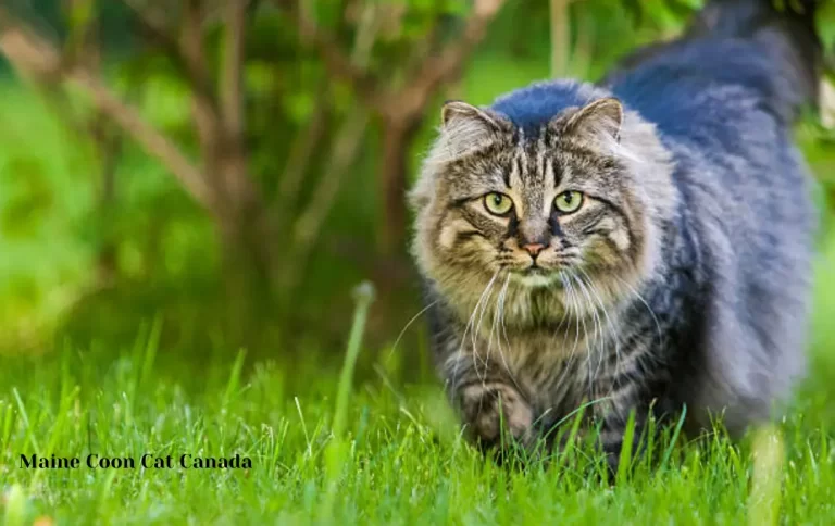 Affordable Maine Coon Cat Price Canada | How Much Does A Maine Coon Cat Cost? 2023 Price Guide