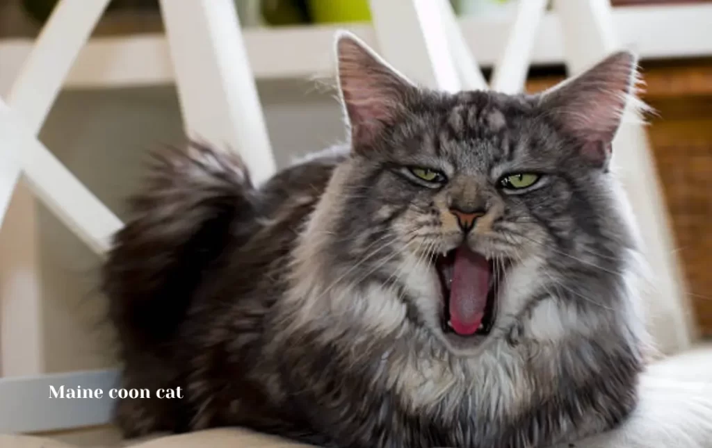 Maine Coon Cat Competitions
