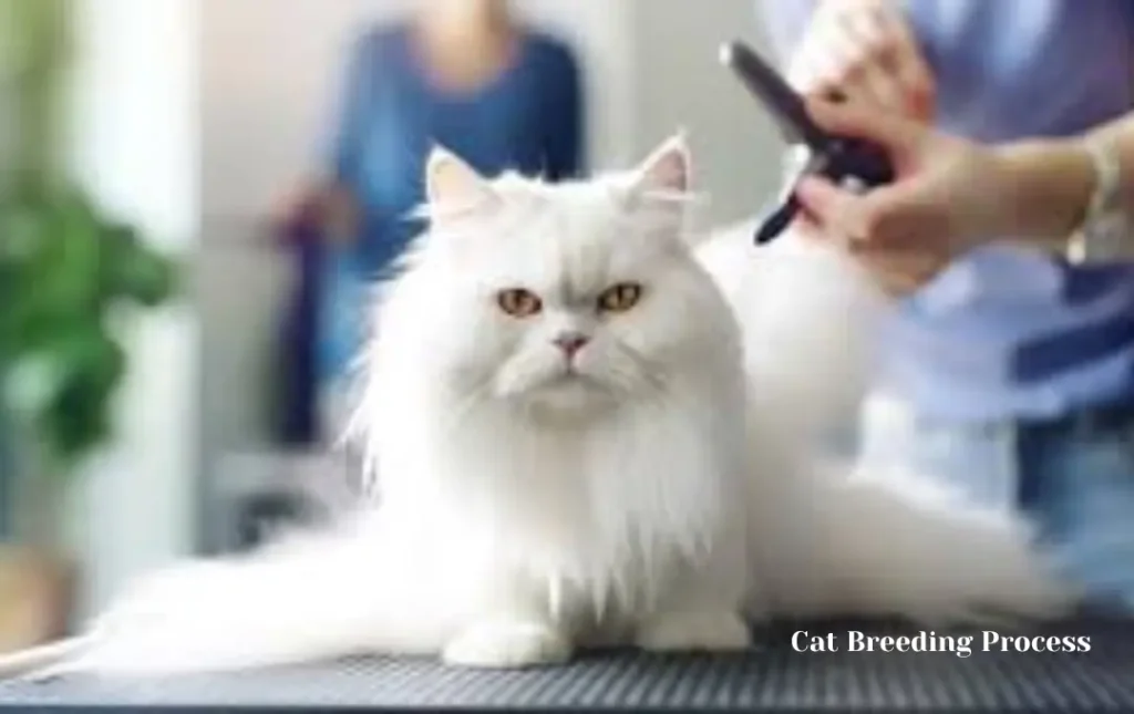 The Persian Cat Breeding Process