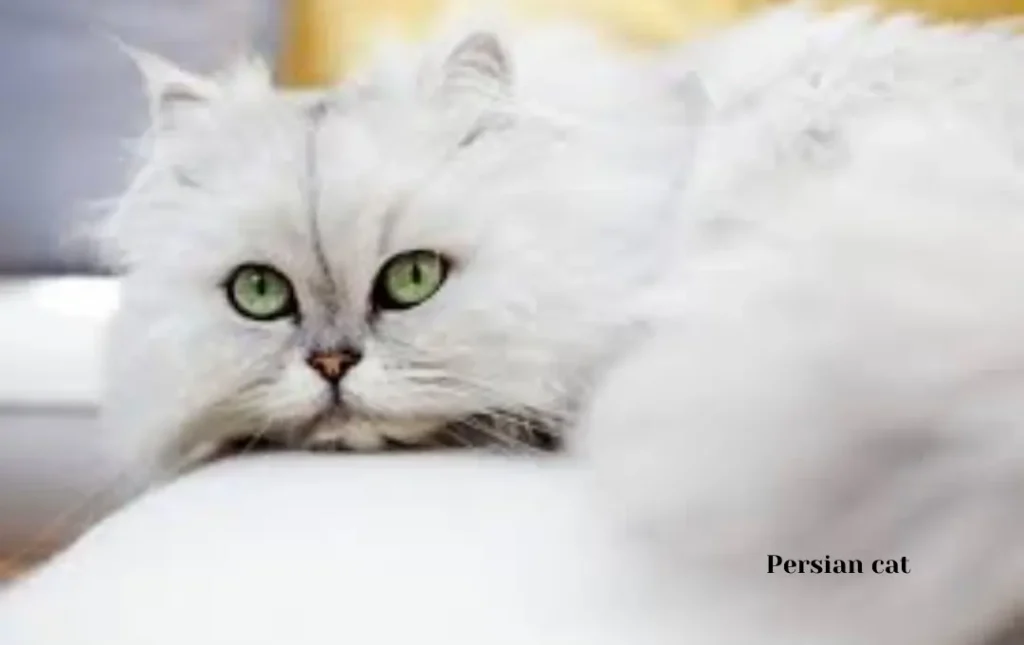 Finding a Reputable Persian Cat Breeder