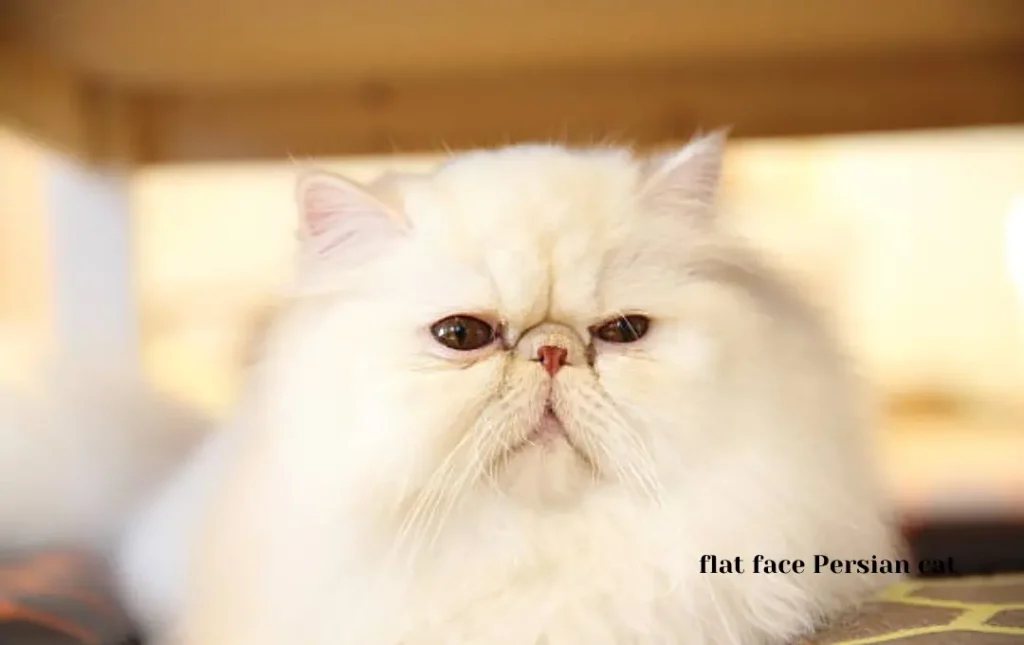 flat face Persian cat price