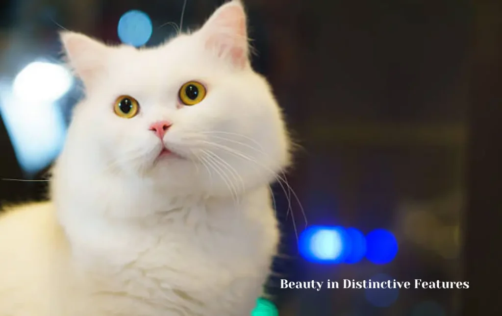 The Appeal of Flat-Faced Persians: Beauty in Distinctive Features
