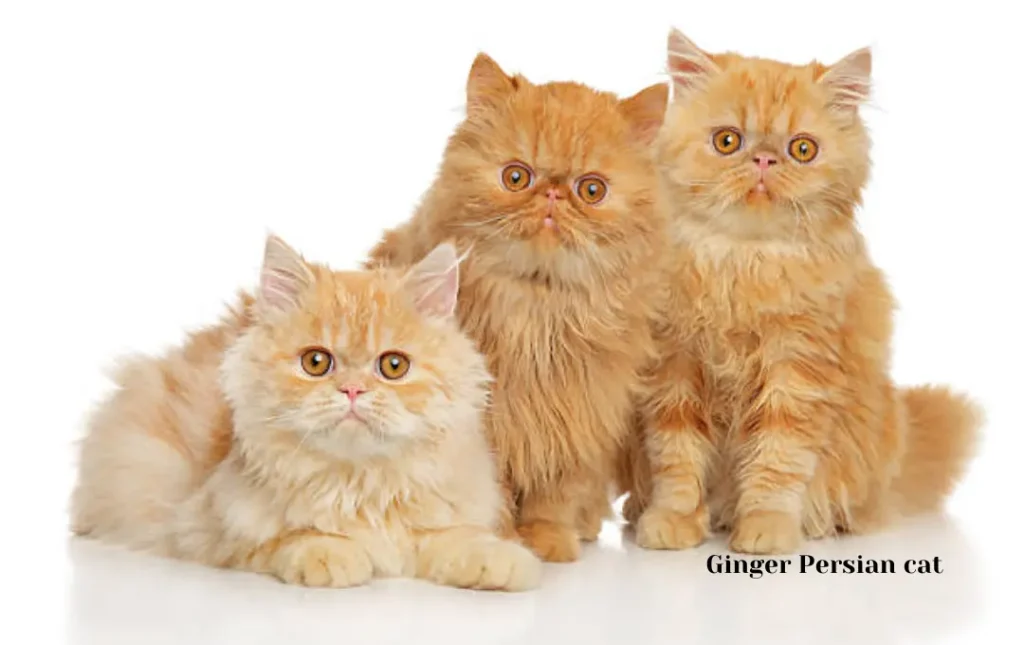 Ginger Persian cat price