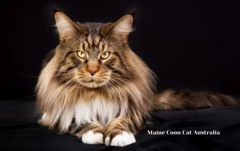 Affordable Maine coon cat price Australia 2023