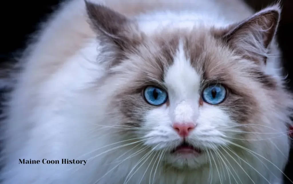 Origin and History of Maine Coon Cats