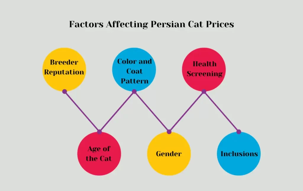 Factors Affecting Persian Cat Prices