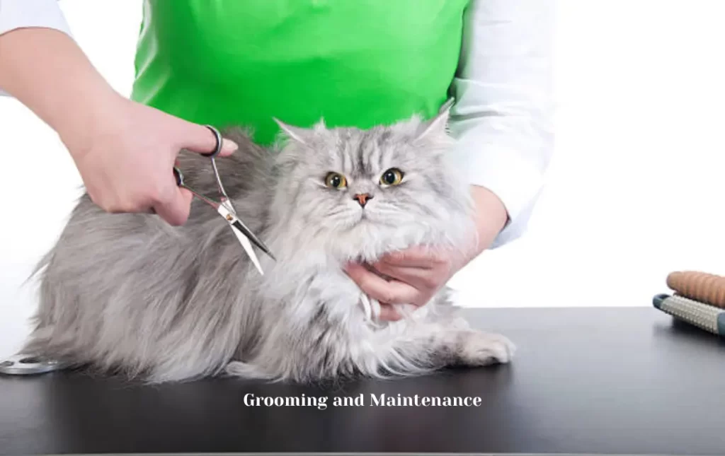 Persian Cat Grooming and Maintenance