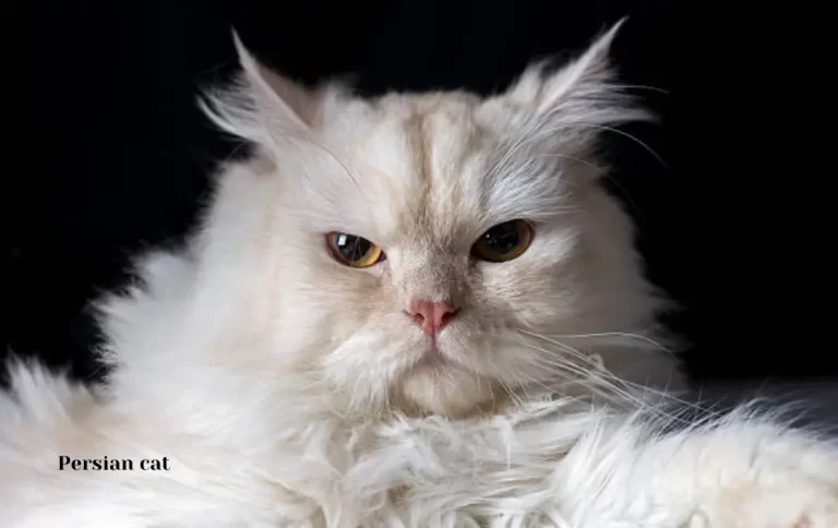 Economical Persian cat price | Persian cat – Price, Personality& Lifespan 2023