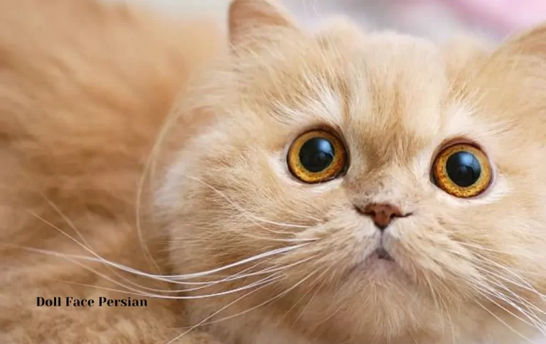Inexpensive Doll Face Persian cat price | “Persian doll face” in Cats & Kittens for Rehoming in 2023