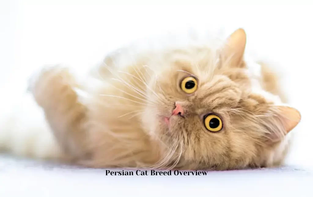Doll Face Persian Cat Breed Overview