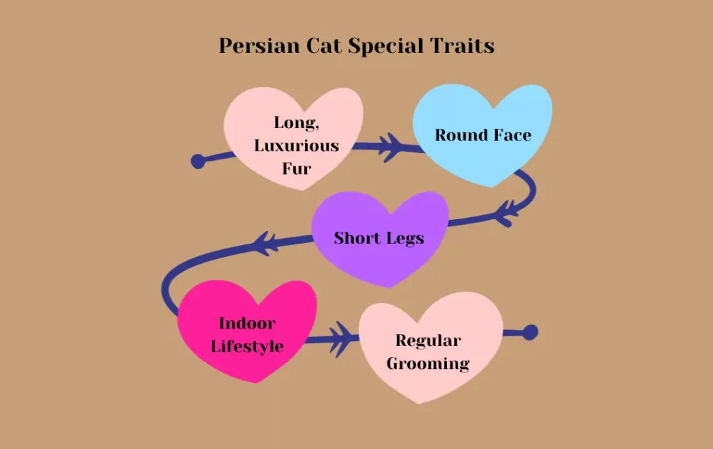 Persion Cat Special Characteristics