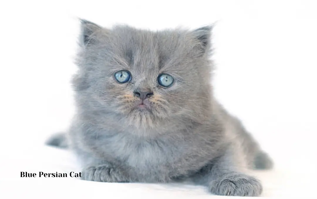 Blue Persian Cat Price