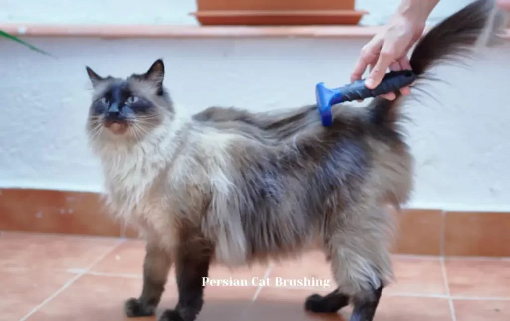 Persian cat Brushing