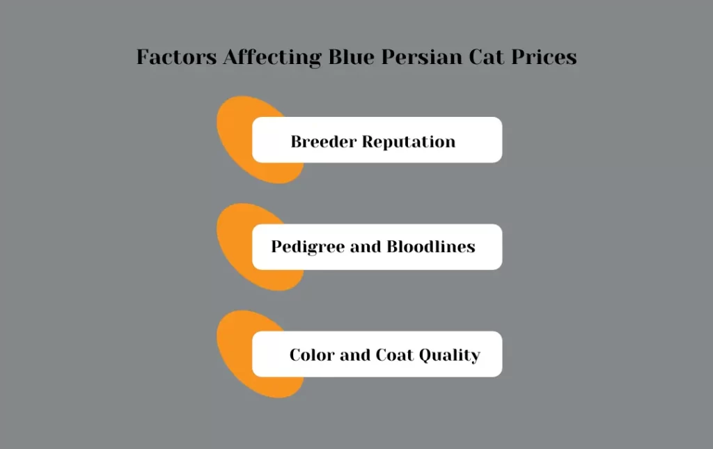 Factors Influencing Blue Persian Cat Prices