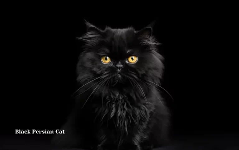 Reasonable Black Persian Cat Price | Persian Cats And Kittens 2023