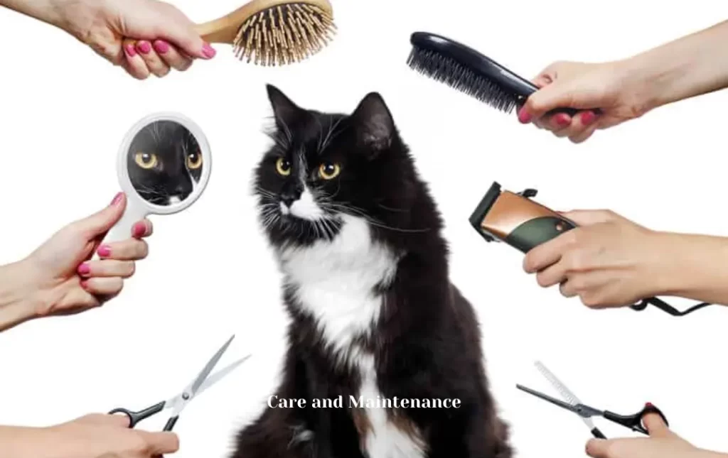 Care and Maintenance Guide for Your Black Persian Cat