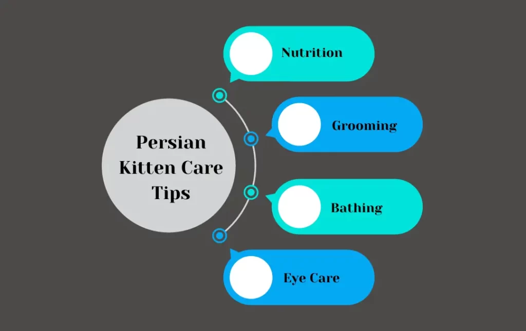 Persian cat Kitten Care tips