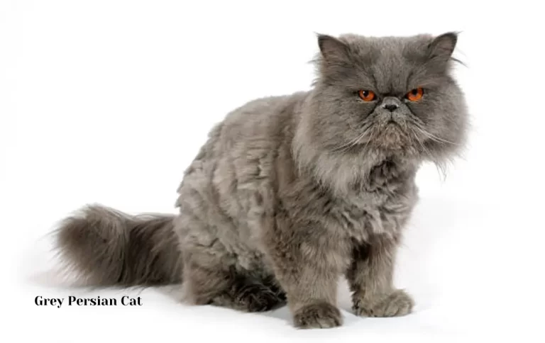 Affordable Grey Persian cat price | Persian Cats And Kittens price in 2023