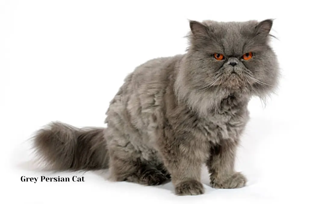 Grey Persian cat price