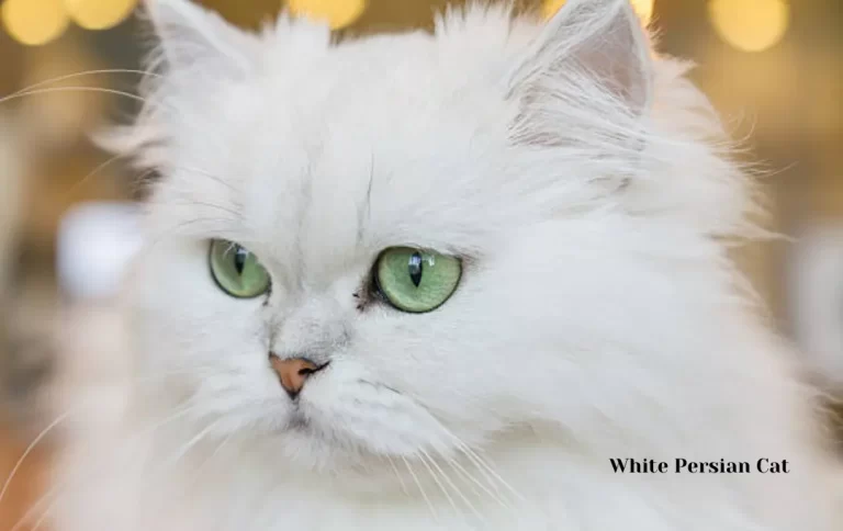 Inexpensive White Persian Cat price | Persian Cat 2023 Price Guide