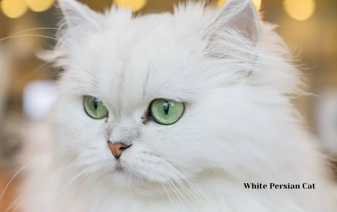 White Persian Cat price