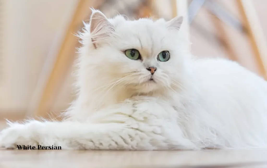 The Allure of White Persian Cats
