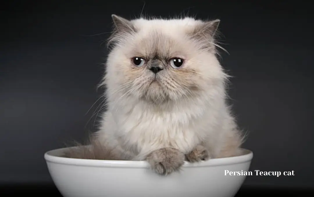 Persian teacup cat price