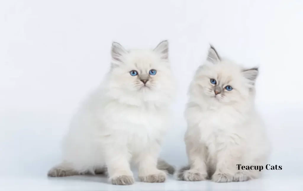 The Future of Persian Teacup Cats